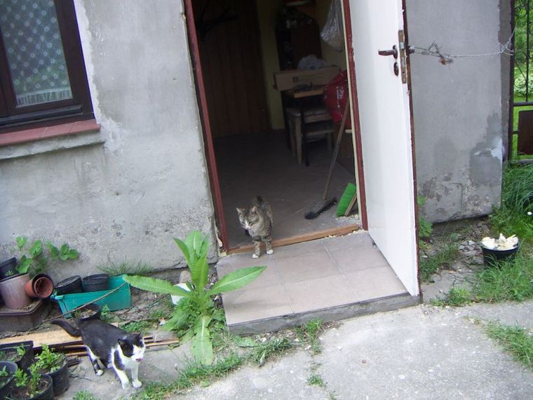 [koty i wymiana drzwi.jpg]